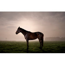 Photographing Black Caviar