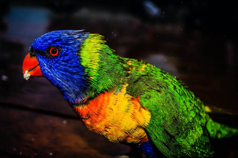 5 Tips to Master Bird Photography From Home