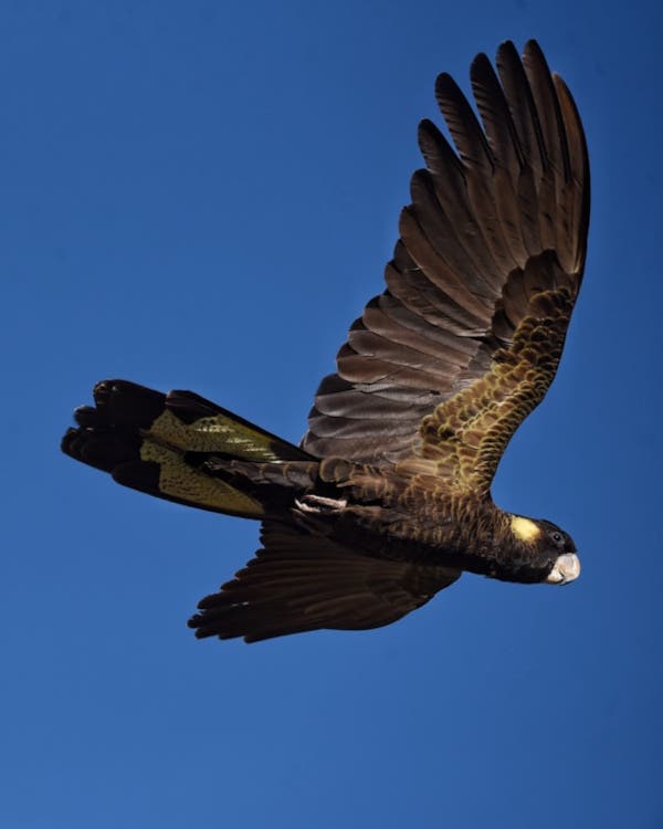 Your Guide to Bird Photography: Top Camera Gear & Settings Explained