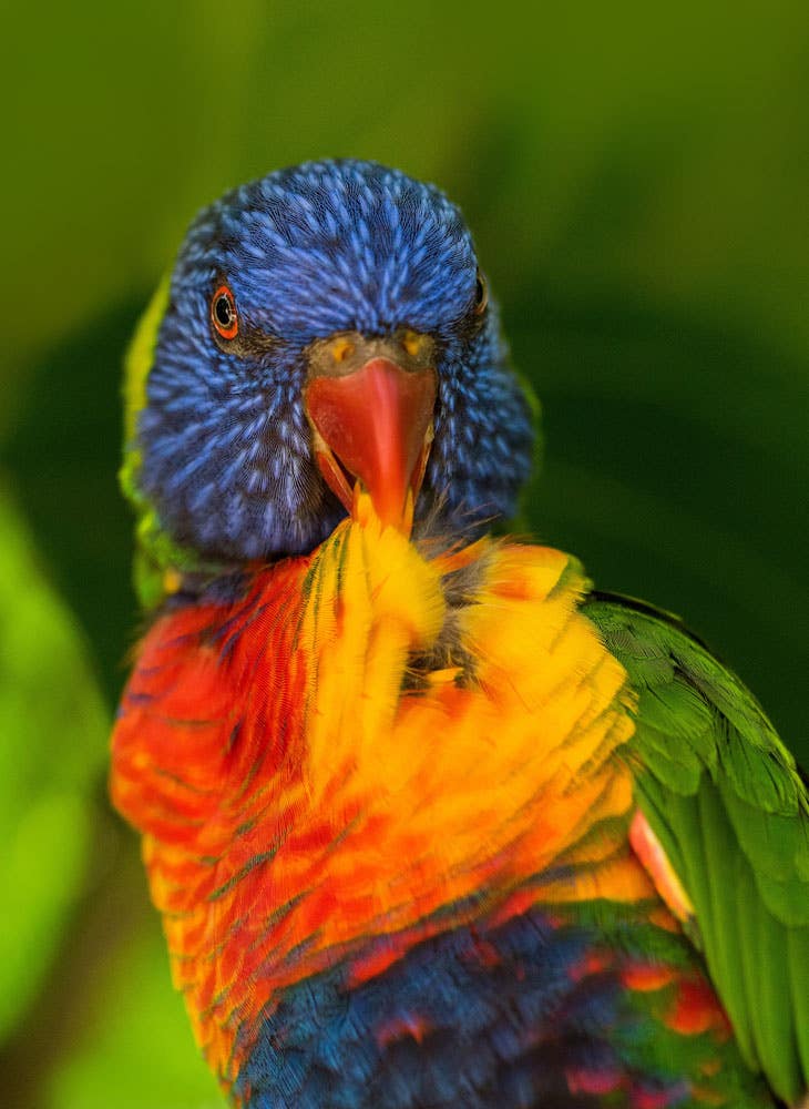Beginner's Guide To Birdwatching