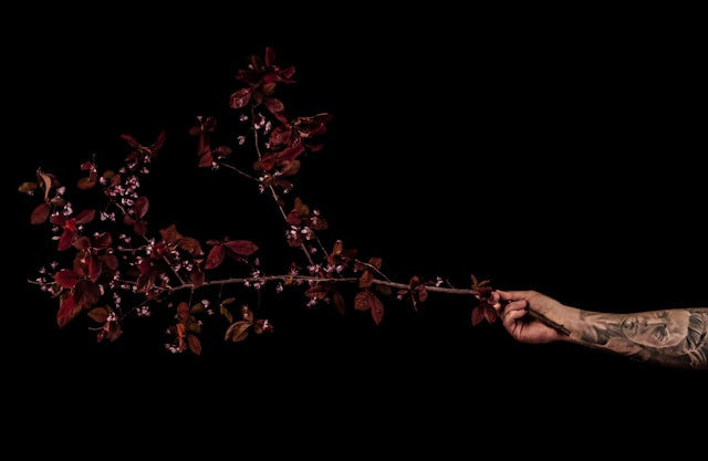 Everything You Need to Know About Black Background Photography