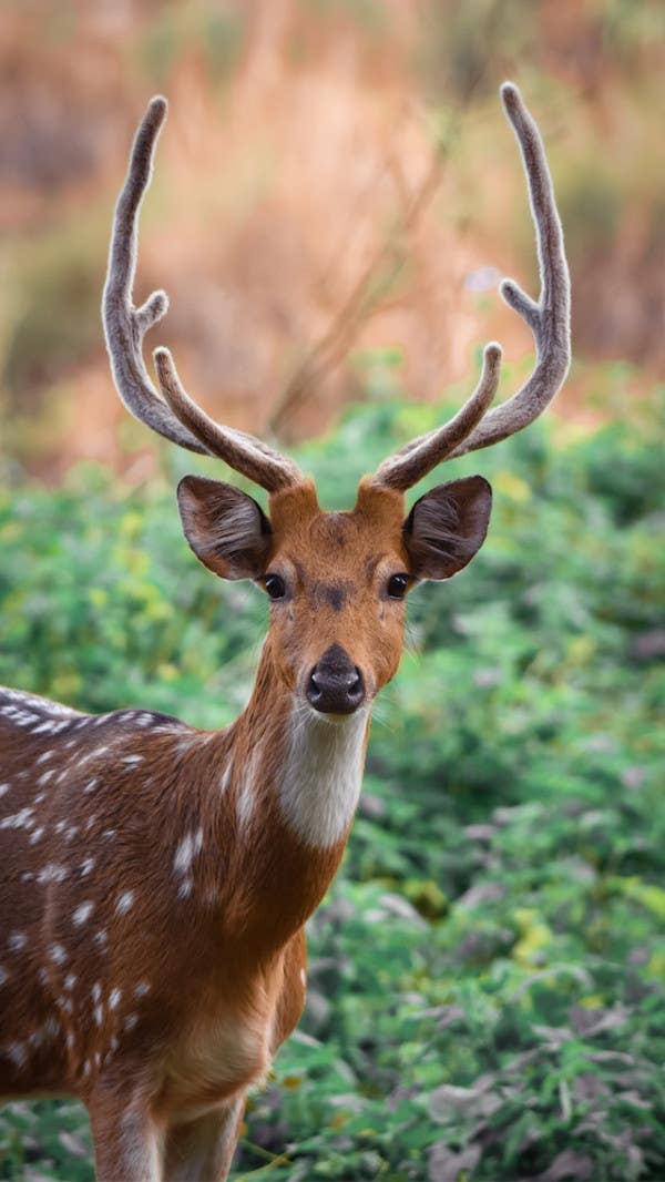 Deer Spotting and Photography Guide