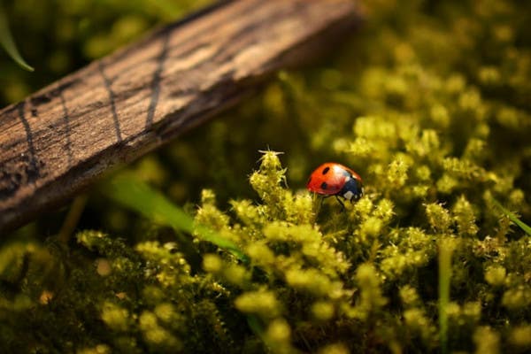 Extension Tubes & Close Up Filters: How To Get Into Macro Photography on a Budget