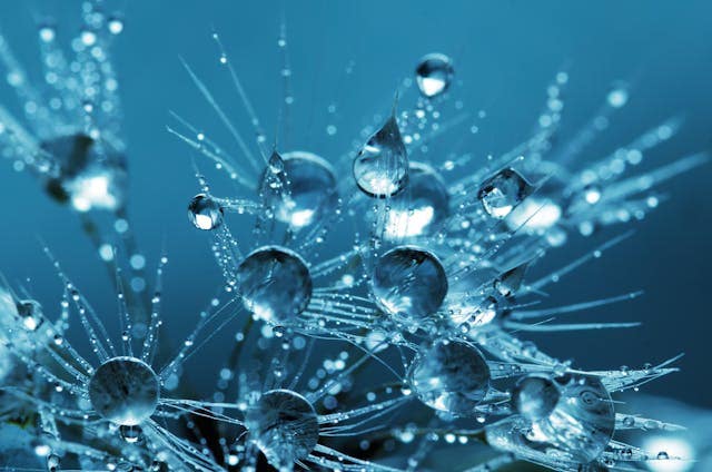 Using Flash for Better Macro Photography
