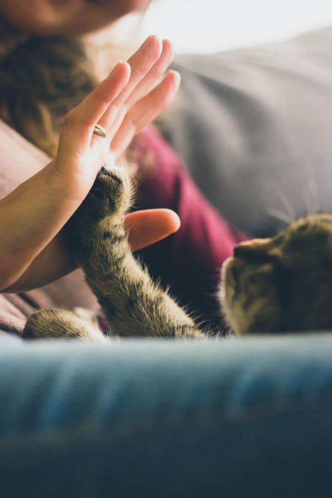 How to Grow Your Pet's Instagram