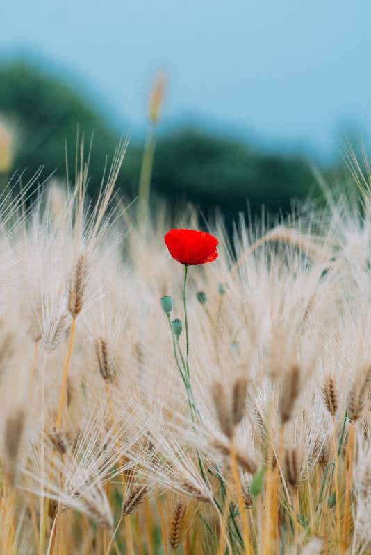Megapixels Explained: How Many Is Enough?