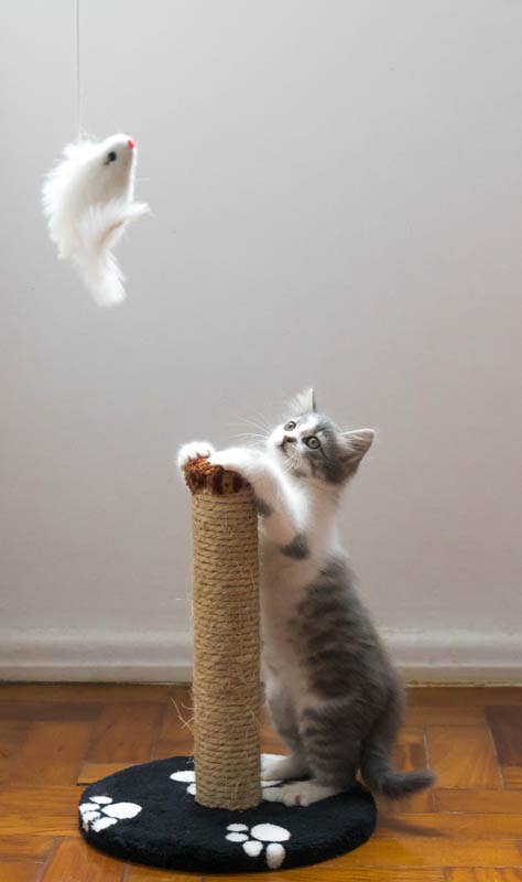 Ted's Top 5 Pet Photography Tips