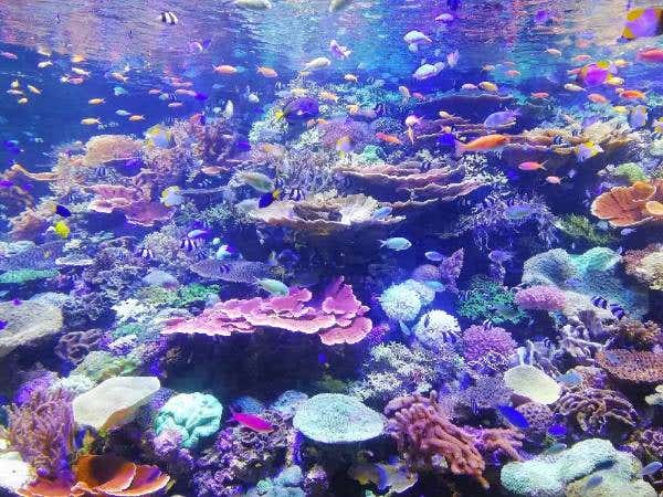 Underwater photographer capturing marine life with a DSLR in an underwater housing