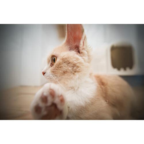 Laowa 12mm F2.8 Lite Zero-D Lens -MF- L Mount