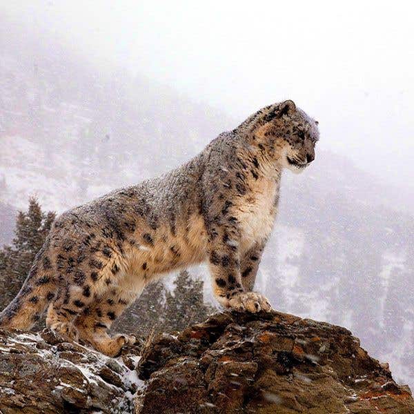 Tracking Snow Leopards with Andrew Peacock
