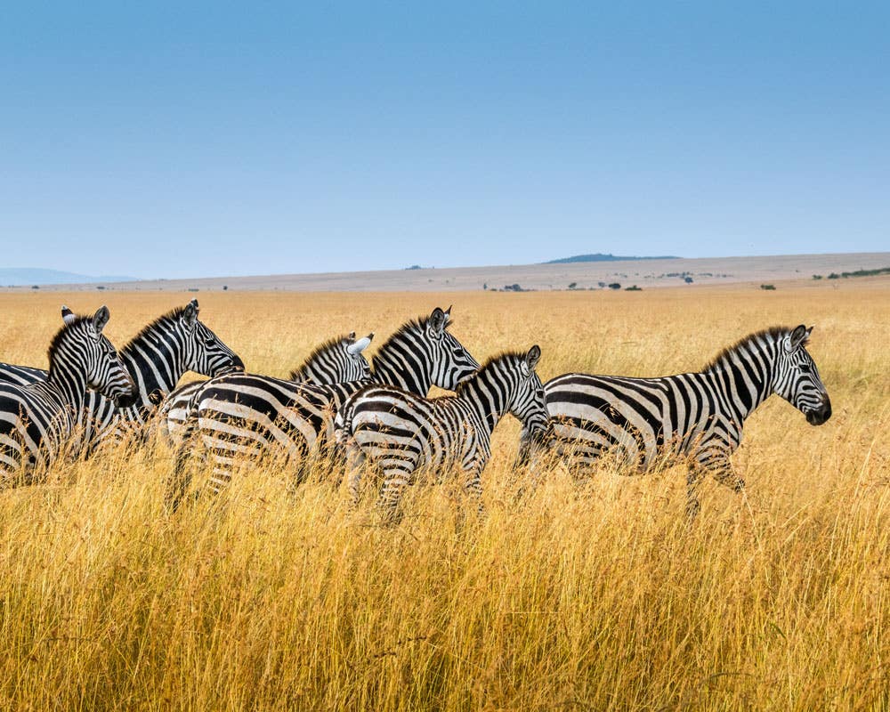 A photographer’s guide to planning the perfect African safari 
