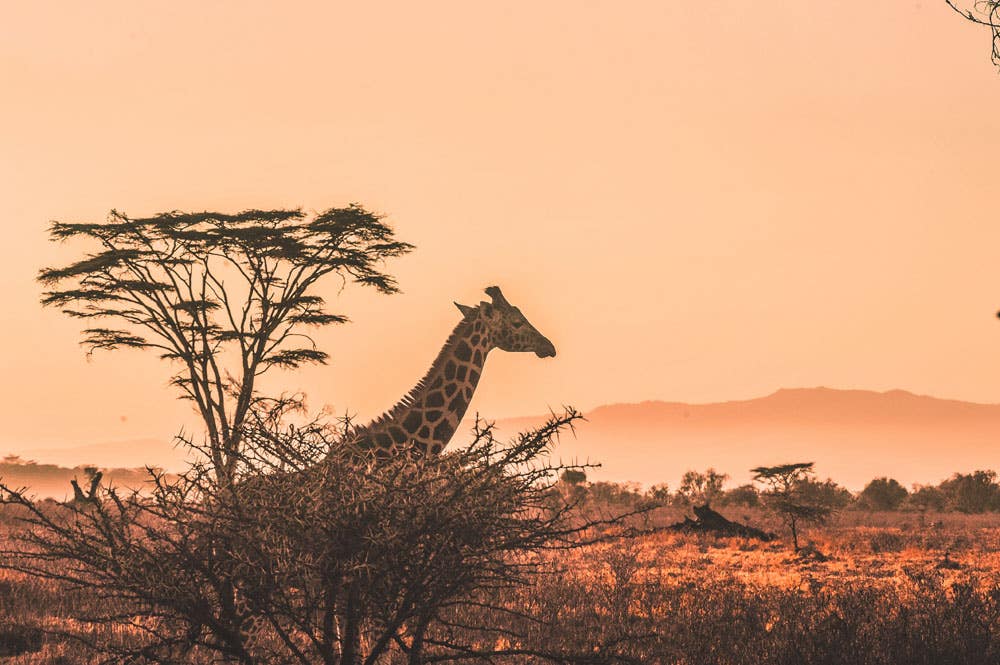 A photographer’s guide to planning the perfect African safari