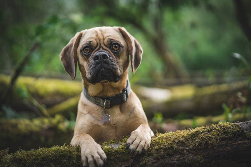 Ted’s Top 5 Pet Photography Tips