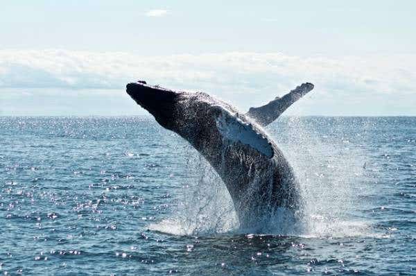 6 Tips For Amazing Whale Watching Photos