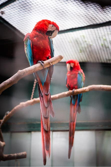 10 Tips for Better Zoo Photography